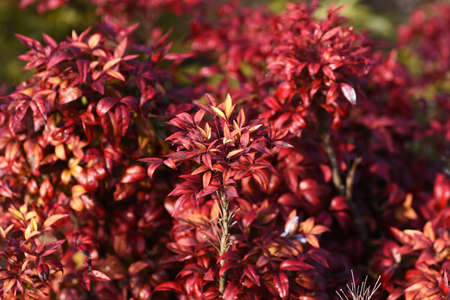 Nandina. Otafuku-Nanten. Berberidaceae evergreen shrub. In Japan, it is called Otafuku Nanten, and although it is about 50 cm tall and does not bloom, it is used for garden trees and flower beds.の写真素材