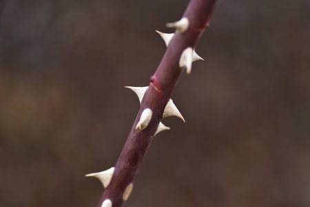 Rose garden in winter. Rose care work and rose thorns.