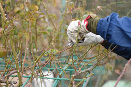 Rose garden in winter. Rose care work and rose thorns.