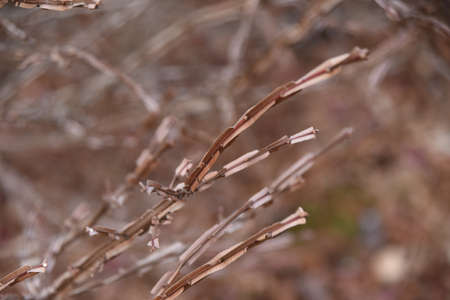 Euonymus wings. Celastraceae deciduous shrub. The flowering season is from April to June, and the autumn leaves are wonderful.の写真素材