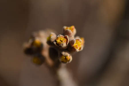 Chinese witch hazel Buds and flowers begin to bloom. Hamamelidaceae deciduous tree.