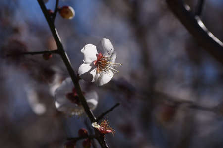 Japanese plum blossoms. Ume is a deciduous tree of the Rosaceae family that blooms five petal flowers prior to the leaves from January to March.の写真素材