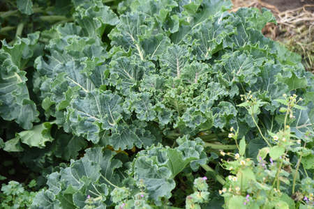Kale cultivation. A nutritious green-yellow vegetable of the Brassicaceae family native to the...