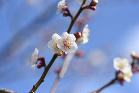 Early blooming Japanese apricot blossoms are in full bloom.
