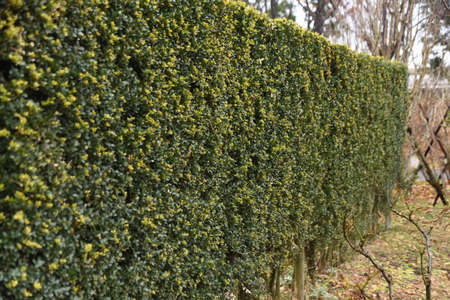 Hedge of Japanese holly. Aquifoliaceae evergreen shrub.