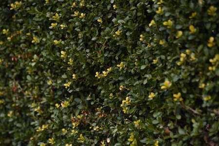 Hedge of Japanese holly. Aquifoliaceae evergreen shrub.