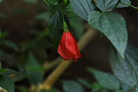 Sleeping hibiscus flowers. Malvaceae evergreen tropical shrub. The buds are upwards, and when the...