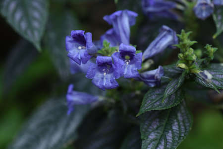 Strobiranthes dyerianus flowers. A tropical evergreen foliage shrub native to Myanmar.