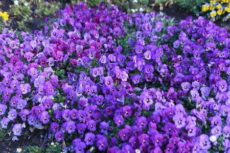 Viola flowers. Violaceae annual plants. It blooms from October to May and is called "Queen of Flowerbeds" because of its pretty petals.の写真素材