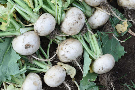 Little turnips harvestinng in the vegetable garden. Brassicaceae root vegetables.の写真素材
