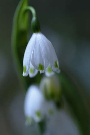 Snowflake flowers. Amaryllidaceae perennial bulbous plants. From March to May, bell-shaped white flowers with green spots on the edges of the petals bloom.の写真素材