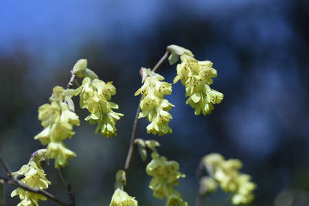 Spike winter hazel flowers. Hamamelidaceae deciduous shrub native to Japan. From March to April, spike-like inflorescences appear before the leaves emerge. The flowers are pale yellow five-petaled.の写真素材
