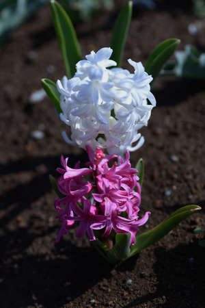 Hyacinth flowers. Asparagaceae bulbous perennial plants. Bulbs are planted in the fall and colorful...
