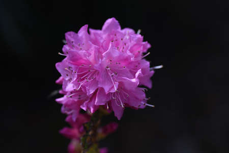 Rhododendron dilatatum flowers. Ericaceae deciduous shrub. Pink flowers bloom before the leaves from March to May.の写真素材