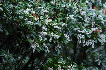 Japanese andoromeda (Pieris japonica) flowers. The bell-shaped flowers come in February to April. It is popular for garden trees and hedges because it has a long flowering period and is evergreen.の写真素材