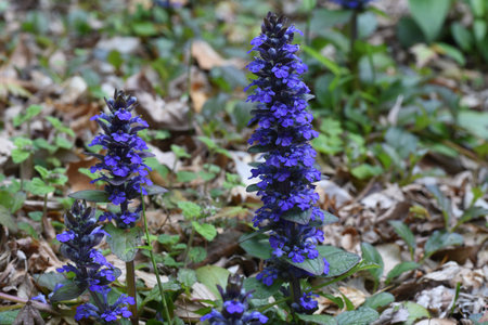 Blue bugle (Ajuga reptans) flowers.Lamiaceae evergreen perennial plants. The flowering season is...