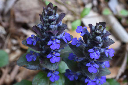 Blue bugle (Ajuga reptans) flowers.Lamiaceae evergreen perennial plants. The flowering season is...