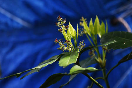 Japanese laurel (Aucuba japonica) flowers. Dioecious Aucubaceae evergreen shade shrub.の写真素材