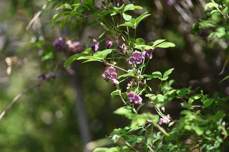 Chocolate vine (Akebia quinata) flowers. Lardizabalaceae vine deciduous shrub. The flowering season is from April to May, and from September to October it produces sweet-scented oval fruits.の写真素材