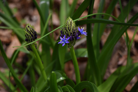Cuban lily (Scilla peruviana) flowewrs. Asparagaceae perennial plants. Native to the Mediterranean...