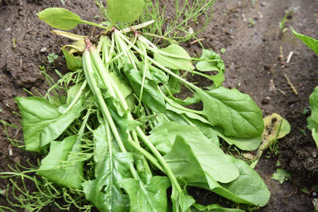 Spinach cultivation in the vegetable garden. Growth and harvest. Spring sowing can be harvested in...
