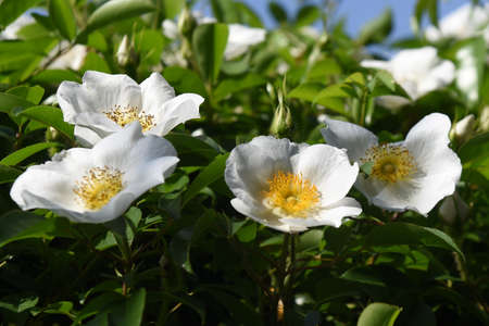Cherokee rose (Rosa laevigata) flowers. Rosaceae evergreen vine shrub. Five-petaled white flowers bloom from April to May. Fruits are herbal medicines.の写真素材