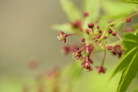 Japanese maple flowers and samara. After the flowers bloom in spring, they attach propeller-shaped samara, and then they soar in the wind and fall to the ground to sprout.の写真素材