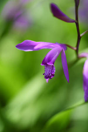 Urn orchid (Bletilla striata) flowers. Orchidaceae pernnial plants. Purple-red flowers bloom from April to May.の写真素材