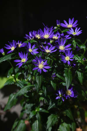 Aster savatieri flowers. Asteraceae perennial plants. The flowering season is from April to June.