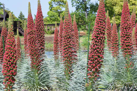 Echium wildpretii (Tower of Jewels). Its growth record. Boraginaceae biennial plants. Native to the Canary Islands, Spain. Small red flowers bloom in a spiral from May to June.の写真素材