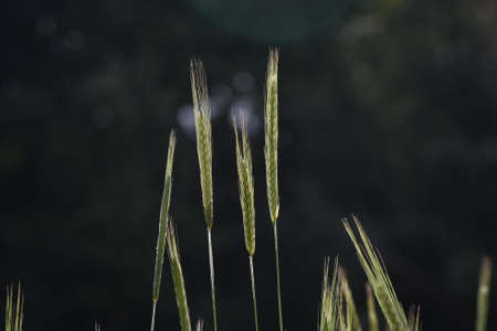Rye cultivation. Poaceae annual plants. Used as an edible ingredient in black bread, whiskey, vodka,...