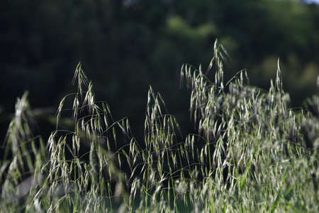 Common wild oat. Poaceae perennial grass. Crowds on roadsides and wastelands. One of the ingredients...