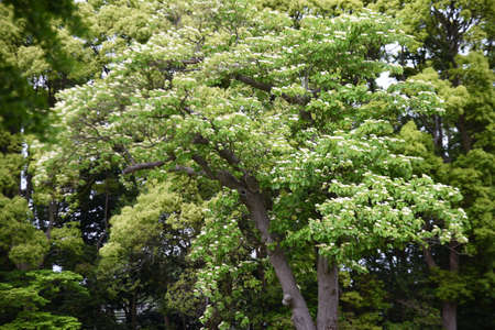 Swida controversa (Cornus controversa) flowers.Cornaceae deciduous tree. Many four-petaled white florets bloom from May to June.の写真素材