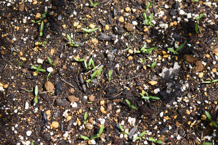 Japanese hornwort (Mitsuba) cultivation in vegetable garden. Germination and growth. Apiaceae...