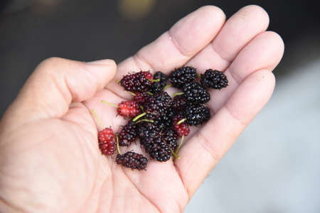 Mulberry. Moraceae deciduous shrub. Berries ripens red and black in early summer and is used for raw...