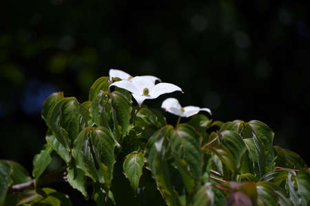 Cornus kousa (Japanese flowering dogwood) flowers. Cornaceae deciduous tree. The flowering season is from May to July.の写真素材