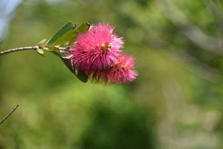 Bottlebrush (Callistemon speciosus) flowers. Native to Australia. Myrtaceae evergreen tree. Flowering from May to June.の写真素材