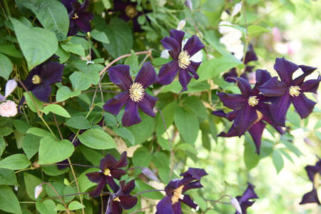 Clematis flowers. Lanunculaceae perennial vine. The flowering period is long from April to October, and it is called the queen of climbing plants in the UK.の写真素材