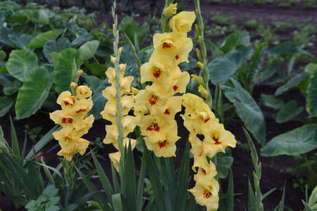 Gladiolus flowers. Iridaceae bulbous plants. The flowering season is from June to October. The roots are used as a material for compressive medicine.の写真素材