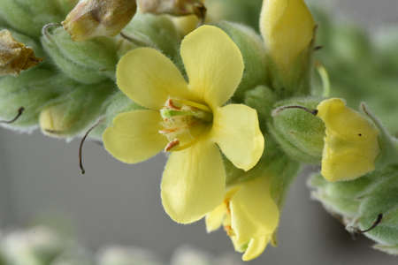 Great mullein (Verbascum thapsus) flowers. Scrophulariaceae plants. The flowering season is from...