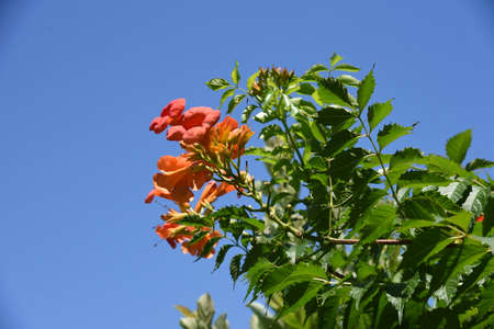 Trumpet creeper flowers. Bignoniaceae deciduous vine shrub, native to North America. Beautiful orange flowers bloom from July to September and grow vines attached to other trees.の写真素材