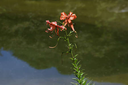 Tiger lily flowers. Orange flowers with numerous brown spots and curved petals bloom from July to August.の写真素材