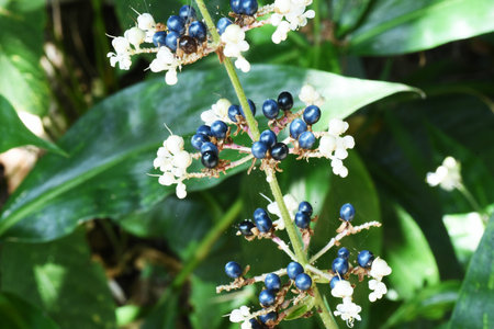 Pollia japonica flowers and berries. Growing in swampy areas in forests, white flowers bloom in summer, and the globular berries are green to blue-purple when ripe.の写真素材