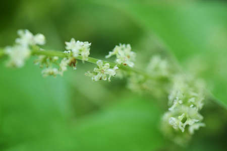 Japanese yam ( Dioscorea japonica ) flowers and leaves.Dioscoreaceae perennial vine. Blooms from...
