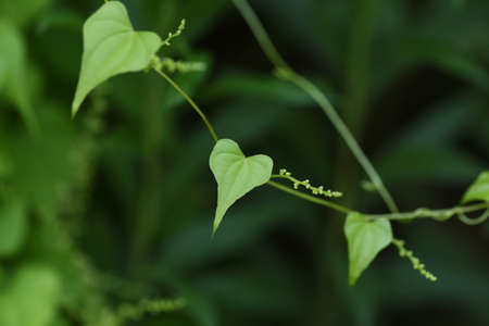 Japanese yam ( Dioscorea japonica ) flowers and leaves.Dioscoreaceae perennial vine. Blooms from...