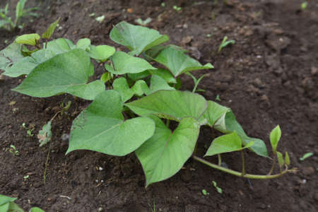 Sweet potato cultivation in a vegetable garden. Seeds are sown in May and harvested in...