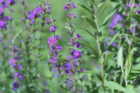 Lythrum anceps ( Loosestrife ) flowers. Lythraceae perennial plants. Grows in marshes and produces...