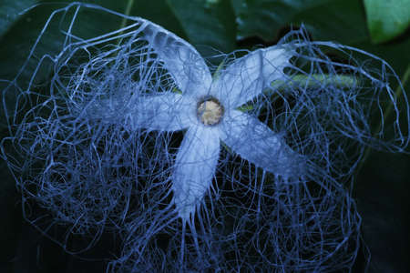 Japanese snake gourd flowers. Cucurbitaceae perenniial vine. Blooms from July to September. It...
