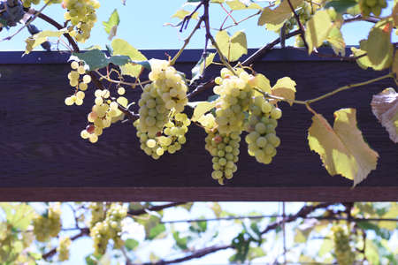 Cultivation of grapes. The fruits are used as raw food, raisins, wine, juice, jelly, canned food, etc.の写真素材