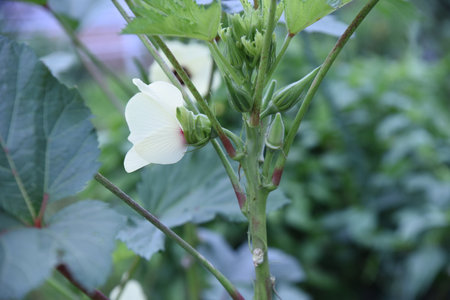 Okra flowers. Nutrient-rich healthy vegetables native to the tropics. Flowers are also edible.